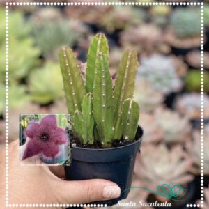 CACTO ESTRELA STAPELIA HIRSUTA – PT 09 cm