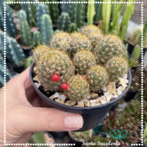 CACTO MAMMILLARIA PROLIFERA – PT 11 cm