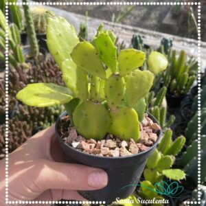 CACTO PÉ DE MAMÃO – PT 11 cm