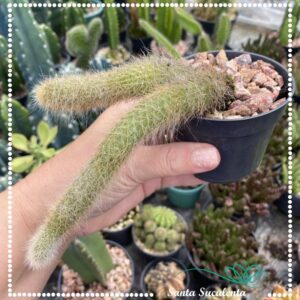 CACTO RABO DE MACACO (DUAS HASTES) – PT 09 cm
