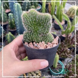 CACTO RABO DE SEREIA (CLEISTOCACTUS CRISTATA) – PT 09 cm