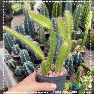 CACTO SELENICEREUS VALIDUS (CACTO SAMAMBAIA) – PT 11 cm