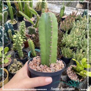 CACTO STENOCEREUS STELLATUS – PT 11 cm