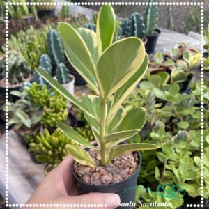 CLUSIA FLUMINENSIS VARIEGATA – PT 09 cm
