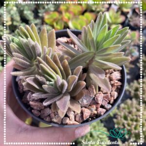 CRASSULA AEOLLANTHUS PARVIFOLIUS – PT 11 cm