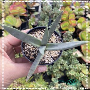 CRASSULA FALCATA FOLHA FINA – PT 09 cm