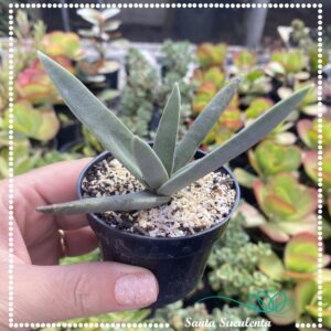 CRASSULA FALCATA FOLHA FINA – PT 09 cm