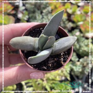 CRASSULA FALCATA FOLHA LARGA – PT 07 cm