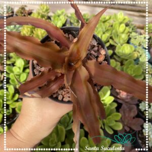 CRYPTANTHUS WARREN LOOSEI – PT 11 cm