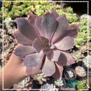 ECHEVERIA AFTERGLOW  – PT 11 cm