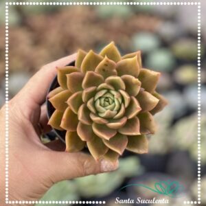 ECHEVERIA AGAVOIDES GILVA – PT 09 cm