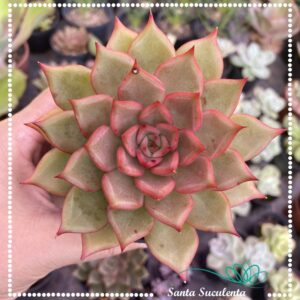 ECHEVERIA AGAVOIDES HONEY PINK – PT 11 cm