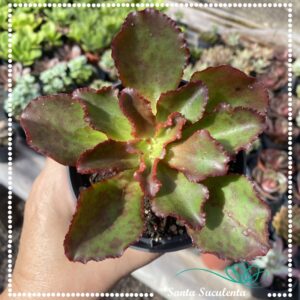 ECHEVERIA AMPI – PT 11 cm