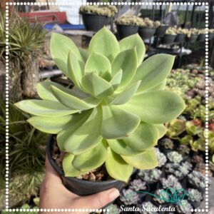 ECHEVERIA ANTIQUA (GRANDE) – PT 15 cm