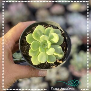 ECHEVERIA AZUL – PT 09 cm