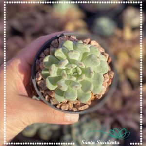 ECHEVERIA BAENA – PT 09 cm