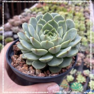ECHEVERIA BEN BADIS – PT 11 cm