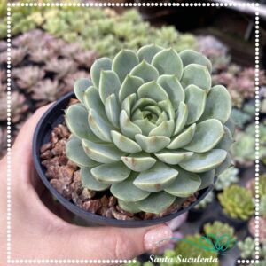 ECHEVERIA BEN BADIS – PT 11 cm