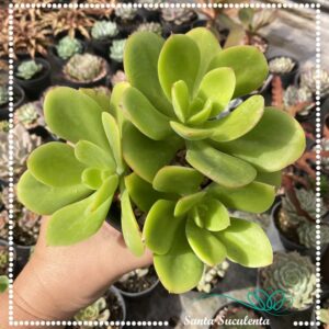 ECHEVERIA BIG GREEN (TRIO) – PT 11 cm