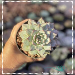 ECHEVERIA BLUE BIRD – PT 09 cm