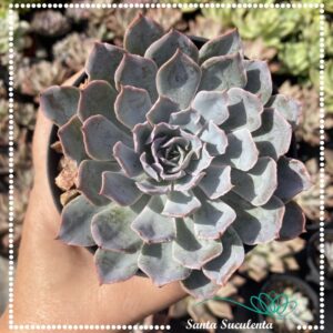 ECHEVERIA BLUE HERON – PT 11 cm