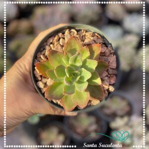 ECHEVERIA BLUE WAVES – PT 11 cm