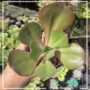 ECHEVERIA BORDA RUBRA  – PT 11 cm