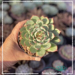 ECHEVERIA CHIHUAHUENSIS – PT 11 cm