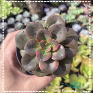 ECHEVERIA CHROMA – PT 09 cm