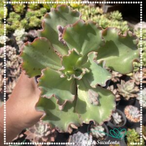 ECHEVERIA CIELPUR – PT 11 cm