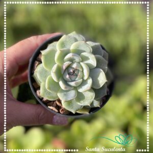 ECHEVERIA CRISTAL ROSE  – PT 09 cm