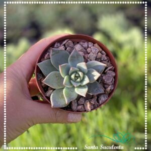 ECHEVERIA CUSPIDATA VAR. PARRASENSIS – PT 09 cm