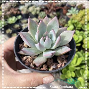 ECHEVERIA CUSPIDATA – PT 09 cm