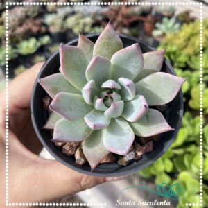ECHEVERIA CUSPIDATA – PT 09 cm