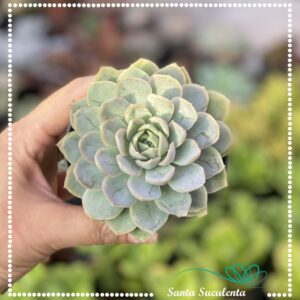 ECHEVERIA ELZA – PT 11 cm