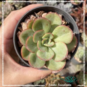 ECHEVERIA FALSA NUBIA – PT 09 cm