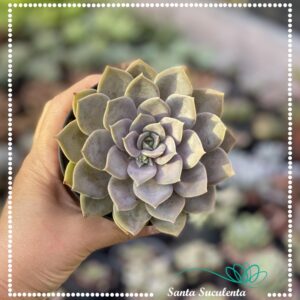 ECHEVERIA FANTASY ROSE – PT 11 cm