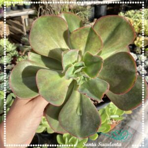 ECHEVERIA GIBBIFLORA BIG RED (GRANDE) – PT 15 cm
