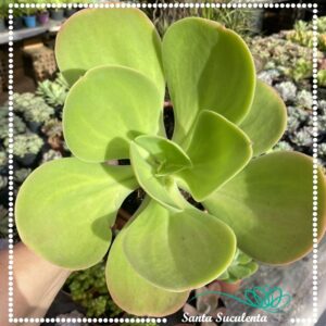 ECHEVERIA GIBBIFLORA GODZILLA (GRANDE) – PT 15 cm