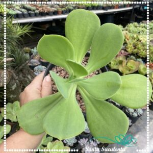 ECHEVERIA GIBBIFLORA HIBRIDA VERDE (GRANDE) – PT 15 cm