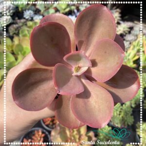 ECHEVERIA GIBBIFLORA MANDALA ROSA – PT 11 cm