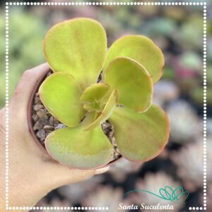ECHEVERIA GIBBIFLORA GODZILLA  – PT 11 cm