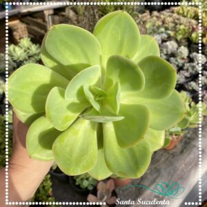 ECHEVERIA HAKUHOU (GRANDE) – PT 15 cm