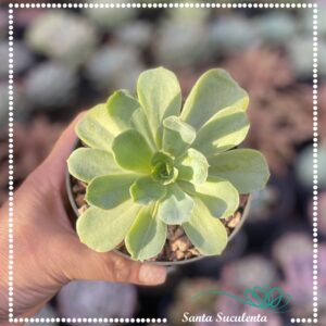 ECHEVERIA HUATLA – PT 09 cm