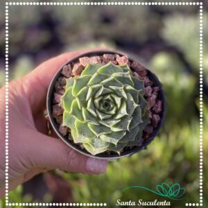 ECHEVERIA HYALINA – PT 09 cm