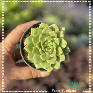 ECHEVERIA IRIA – PT 09 cm