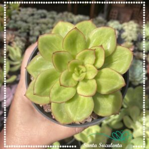 ECHEVERIA LAWRENCE – PT 11 cm