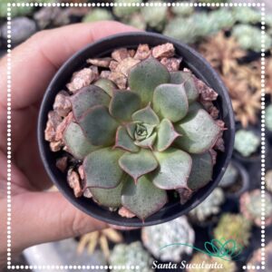 ECHEVERIA LONGISSIMA – PT 07 cm
