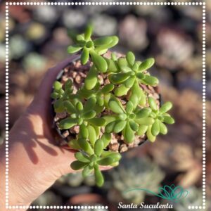 ECHEVERIA MACDOUGALLII – PT 11 cm