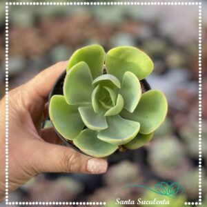ECHEVERIA MANDALA CITRUS MOMOCA – PT 09 cm